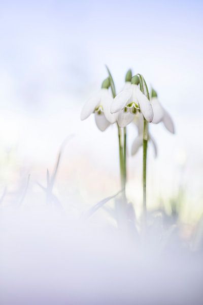 Gorgeous Snowdrops by Bob Daalder