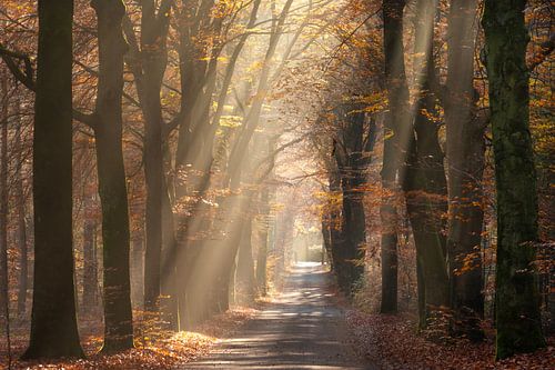 Zonnestralen schijnen door herfstbladeren