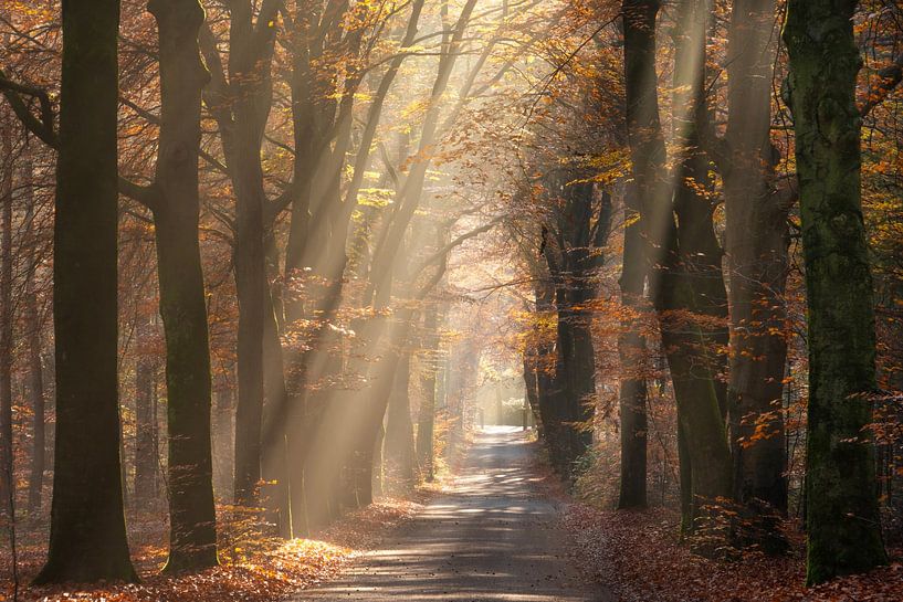 Sun rays shine through autumn leaves by Yen Do