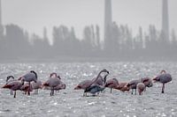 Flamingomutter trägt Babyflamingo in Zeeland