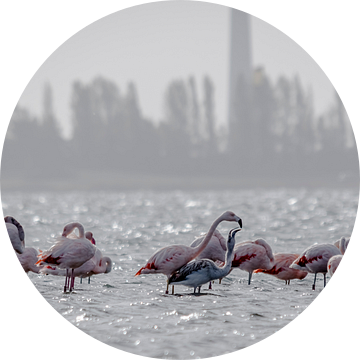 Flamingo moeder voert baby flamingo in Zeeland van Danny de Jong