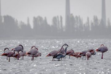Flamingo moeder voert baby flamingo in Zeeland van Danny de Jong