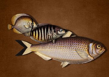 3 Fish - the Brown Edition by Marja van den Hurk