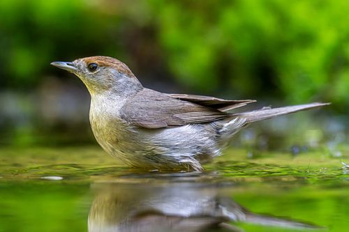 femelle à tête noire