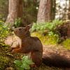 Lieve eekhoorn in het sprookjesbos - Een vleugje magie in de Oostenrijkse Alpen van Jiri Viehmann