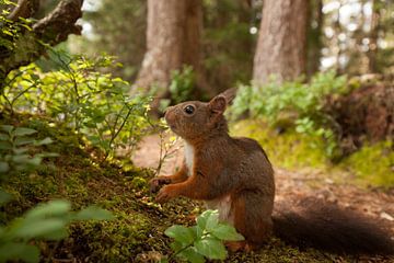 Süßes Eichhörnchen im Märchenwald
