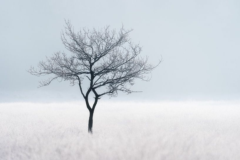 Baum auf gefrorenem Heideland | Reif/Winter in den Niederlanden | Minimalistische Landschaft von Marijn Alons