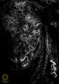 Galloway B&W van Art By Light Photography