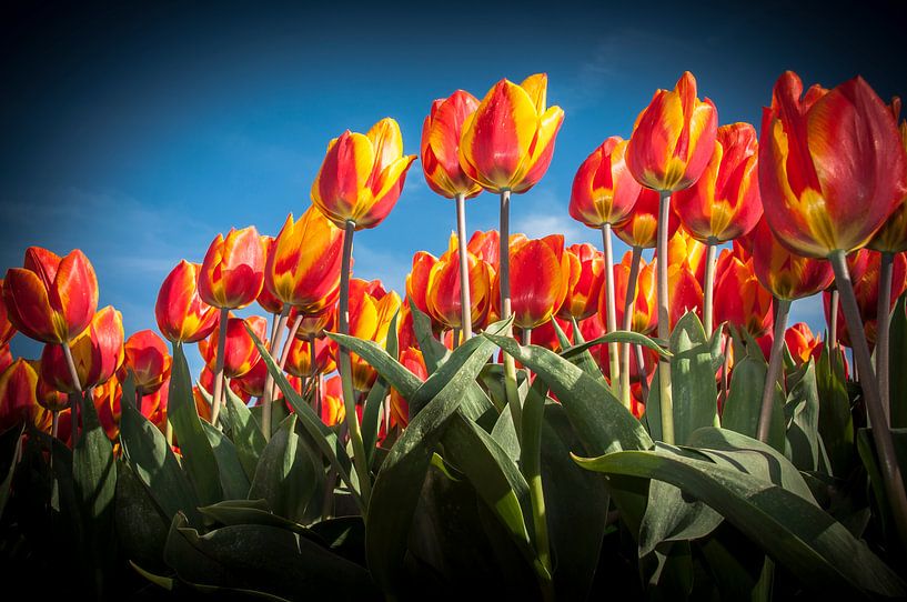 Oranje Rode Tulpen 002 von Alex Hiemstra