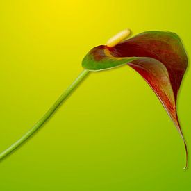 Elegante Anthurium Sierra solo in het zonnetje van Gea van der Veen-Smedeman