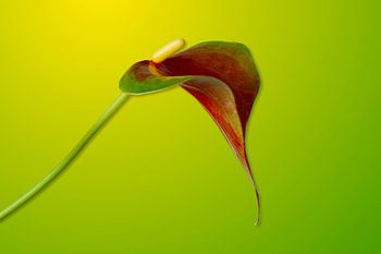 Anthurium Sierra ganz allein im Rampenlicht