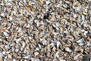 Lege oesters op het strand van Cancale sur Dennis van de Water