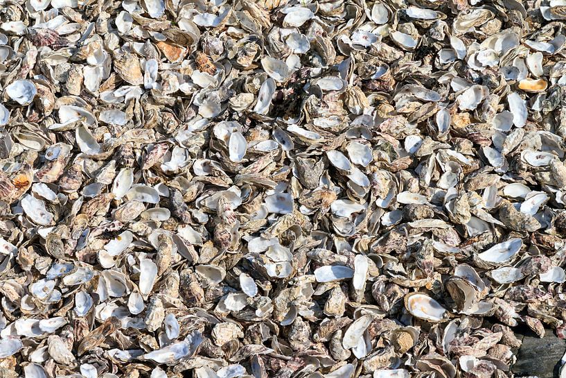 Lege oesters op het strand van Cancale par Dennis van de Water