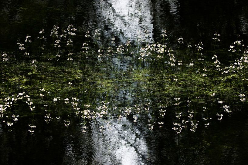 Waterviolier abstractie van Danny Slijfer Natuurfotografie