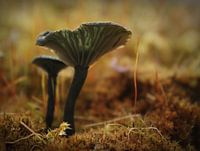 Blauw/Groen Trechtertje.