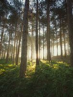 Het licht achter de bomen