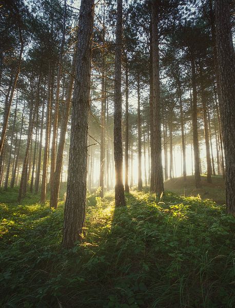 The light behind the trees by Remy de Wal