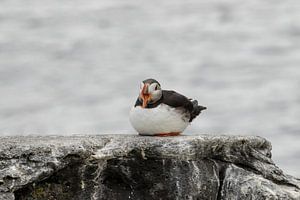 Macareux moine (Fratercula arctica) avec le bec ouvert.