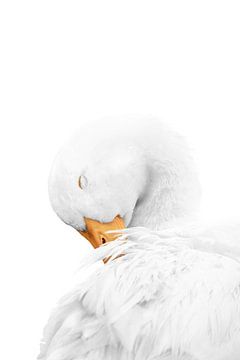 Tederheid in Witte Stilte Gans van Femke Ketelaar