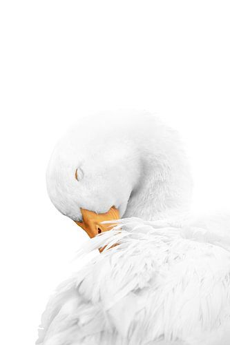 Tenderness in White Silent Goose