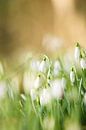 Schneeglöckchen (Galanthus) von KO- Photo Miniaturansicht