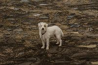 Hond aan zee