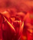 Rode tulp close up van Michel Seelen thumbnail