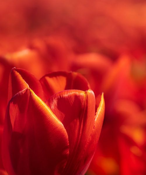 Rode tulp close up van Michel Seelen