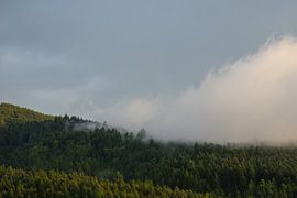 Deutschland, Schwarzwald, Freiburg, Nebel kommt bei Sonnenuntergang von adventure-photos