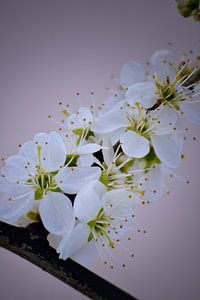 Gros plan d'une branche de prunellier en fleur (debout)