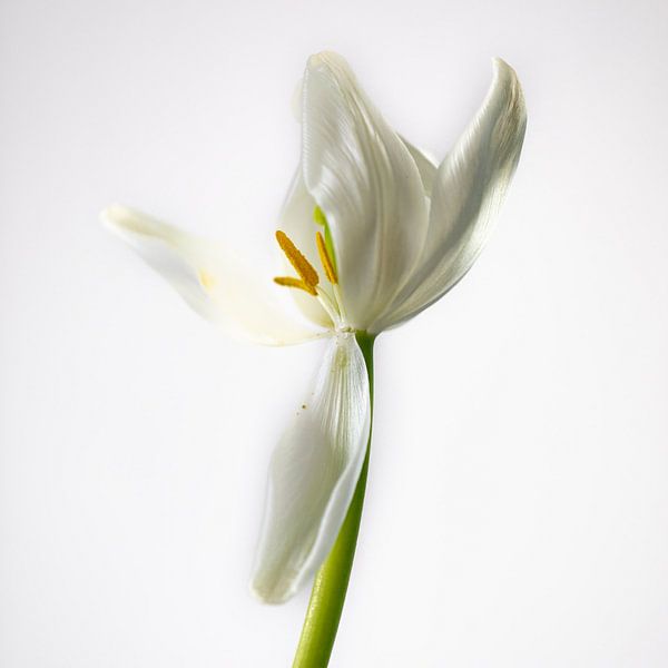 The Minimalist Beauty of a Single White Tulip B by Joke de Jager