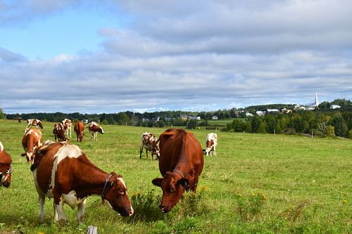 Een boerderij in de zomer