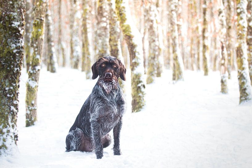 Snowbeard by Waidwinkel Photodesign
