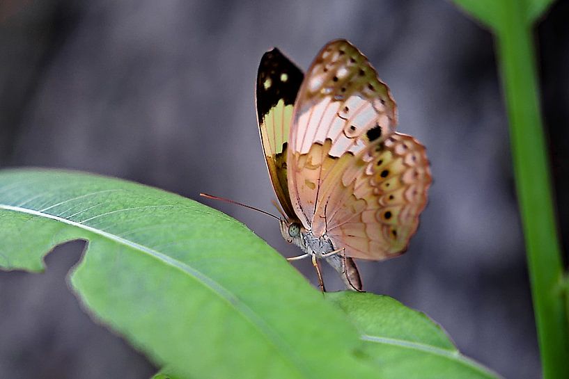 The fragile elegance of a butterfly with spotted, colourful wings by Frank Photos