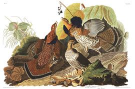 Ruffed Grouse
