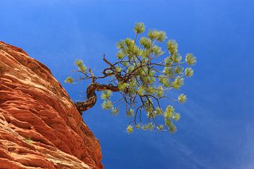 Pinyon Pine tree in Zion N.P. by Henk Meijer Photography