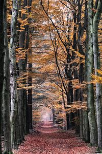 Avenue de la forêt sur Coen Weesjes