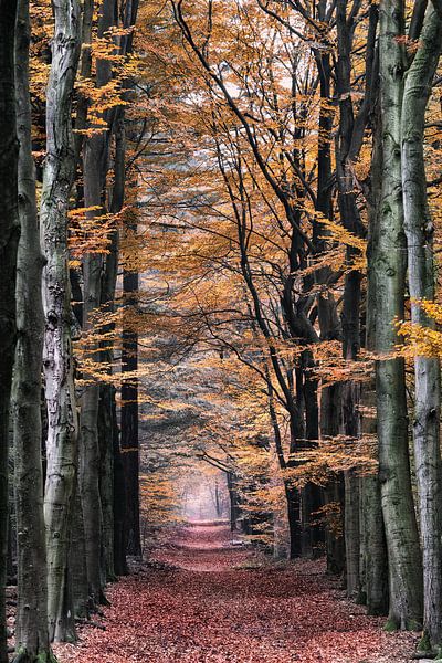 Forest path by Coen Weesjes