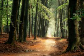 Het pad naar Wonderland