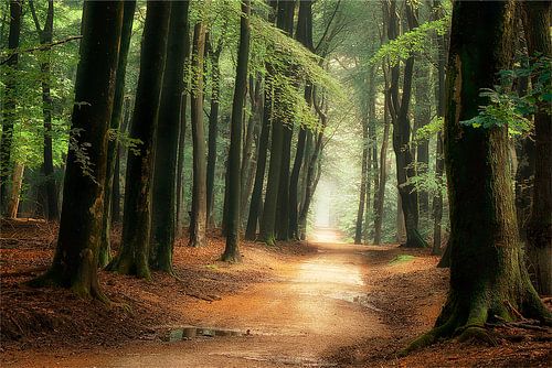 Het pad naar Wonderland