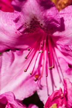 Roze Rododendron bloem van André Scherpenberg