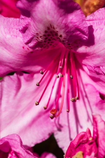 Roze Rododendron bloem von André Scherpenberg