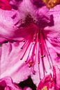 Roze Rododendron bloem von André Scherpenberg Miniaturansicht
