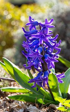 Garden hyacinth (Hyacinthus orientalis) by Alexander Ludwig