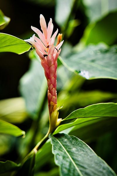 Pink ginger blossom in the heart of the lush tropics by Frank Photos