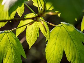 Pierres d'ours en Suisse saxonne - Feuilles d'érable
