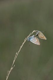 Love dance by Marja Braaksma