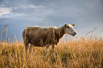 Portrait of a sheep in the evening sun