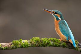 Eisvogel, der im Wurf fotografiert wurde. von Jeroen Stel