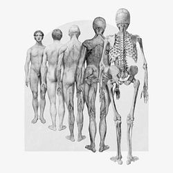 a Collage of Skin and Bones